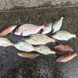 メバリングで鯛