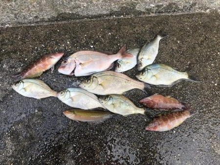 メバリングで鯛