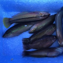 のんびりエサ釣り