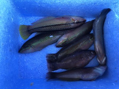 のんびりエサ釣り