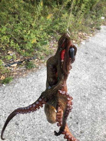 ライトゲームとタコ