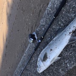 サーフシーバス