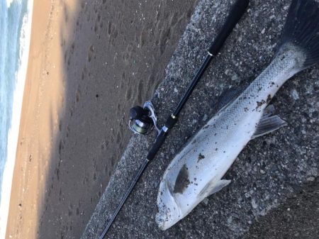 サーフシーバス