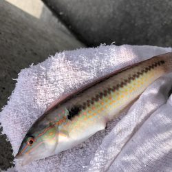 ちょい投げ釣り