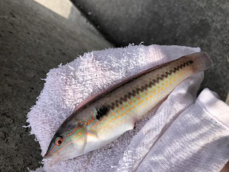 ちょい投げ釣り