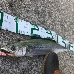 足元に現れた！