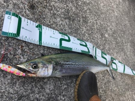 足元に現れた！