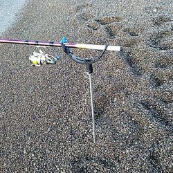 今季初めてのアオリイカでした!!