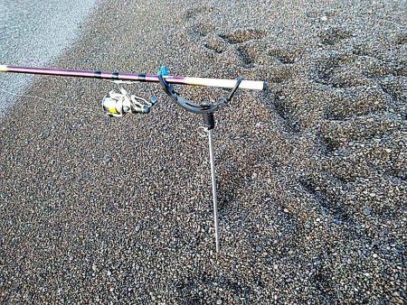 今季初めてのアオリイカでした!!