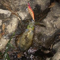 14時間滞在釣行