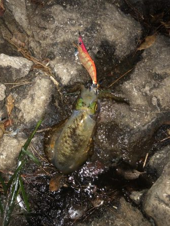 14時間滞在釣行