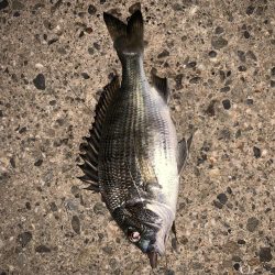 コンビナートでエビ撒き