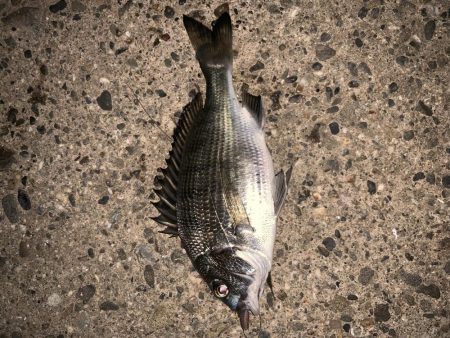 コンビナートでエビ撒き