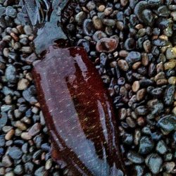 アオリイカ　3杯ゲット!!