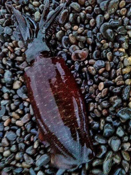 アオリイカ　3杯ゲット!!