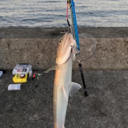 今年の青物も終わり？