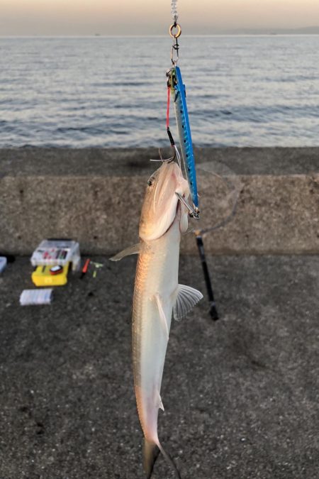 今年の青物も終わり？