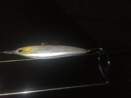 マイワシがいる中のイナッコボイル