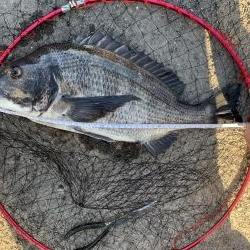 初フカセ！チヌ8枚！！