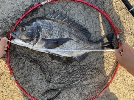 初フカセ！チヌ8枚！！