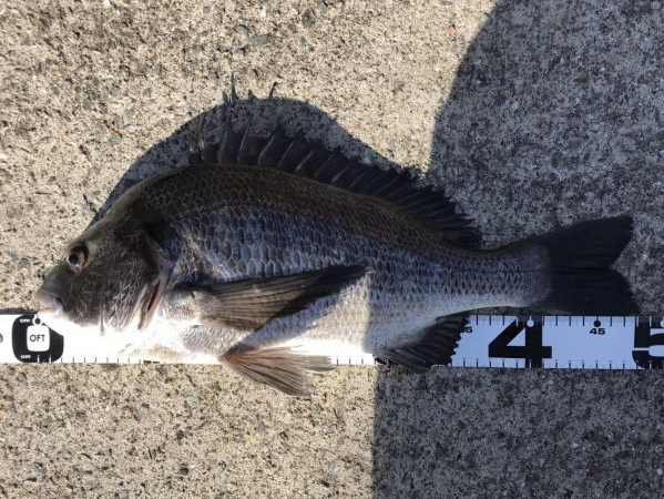 イチノ兄弟、釣果！