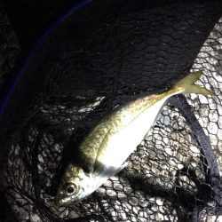 アジング淡路遠征撃沈