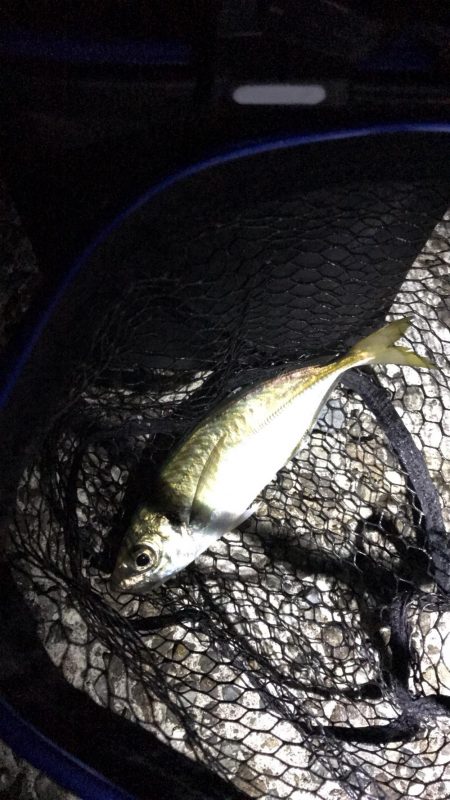 アジング淡路遠征撃沈