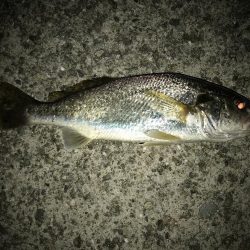 アタリが遠い。