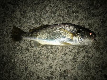 アタリが遠い。