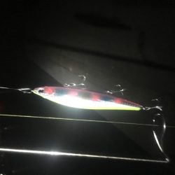 寒波とトウゴロウの到来。