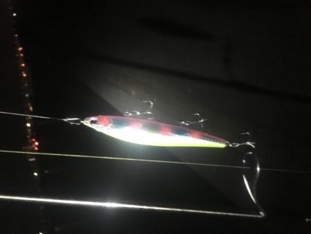 寒波とトウゴロウの到来。