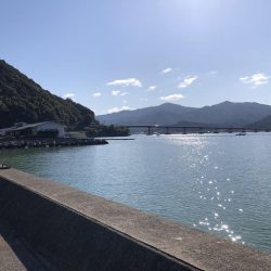 ちびヒイラギ祭り