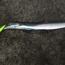 いいサイズ2本!