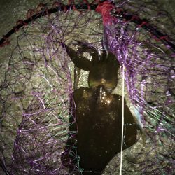 秋イカ渋、ウツボ太刀魚猛攻(⌒-⌒; )