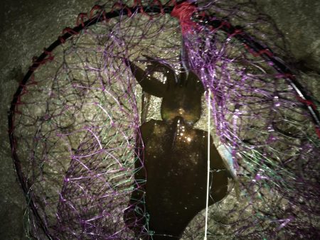 秋イカ渋、ウツボ太刀魚猛攻(⌒-⌒; )