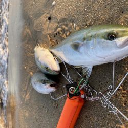 まずまずな釣果