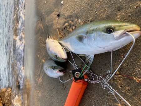 まずまずな釣果
