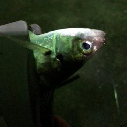 アジ良型釣れました