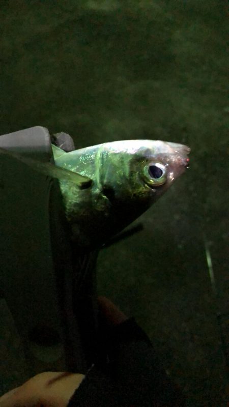 アジ良型釣れました