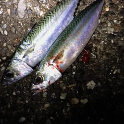 連チャン淡路遠征