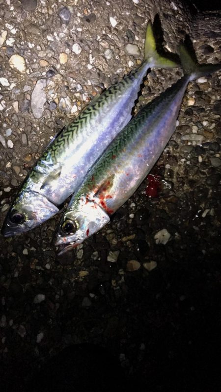 連チャン淡路遠征