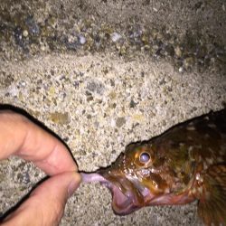 メバリングからのアジング