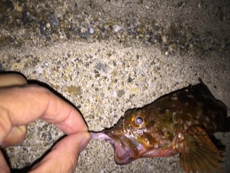 メバリングからのアジング