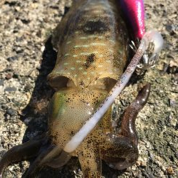 蒲入でエギング