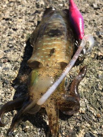 蒲入でエギング