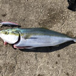 メジロ2匹は疲れる…