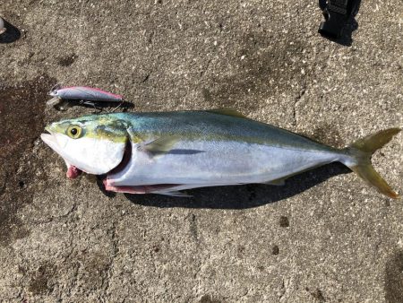 メジロ2匹は疲れる…