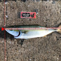 タチウオに飲ませでツバスにサビキでデカアジ