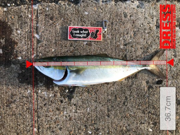 タチウオに飲ませでツバスにサビキでデカアジ