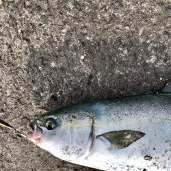 逃した魚は大きい